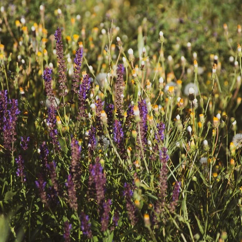 Fioletowe kwitnące rośliny na polu